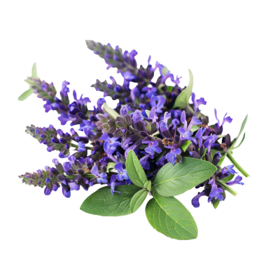 Canlı lavanta çiçekleri ve yeşil yaprakların yüksek çözünürlüklü görüntüsü, botanik, aromaterapi ve doğal tedavi temaları için ideal.