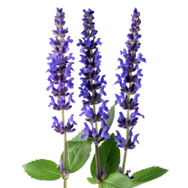 Yeşil yapraklı mor salvia çiçeklerinin yüksek çözünürlüklü görüntüsü, botanik, bahçıvanlık ve doğayla ilgili projeler için ideal.