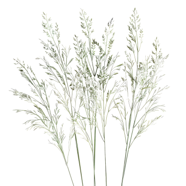 Siyah arka planda narin eğreltiotu benzeri bitkiler içeren yüksek çözünürlüklü botanik çizimler, doğa ve botanik sanat projeleri için mükemmel..