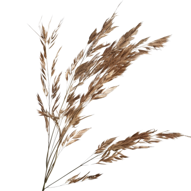 Kurumuş bir botanik bitkisinin yüksek çözünürlüklü görüntüsü, doğal, organik ve kırsal tasarım projeleri için mükemmel..