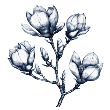 Yüksek çözünürlüklü manolya çiçeklerinin çiçek açmasının botanik çizimi. Doğa temalı tasarımlar, çiçek sanatı ve botanik çalışmaları için mükemmel..