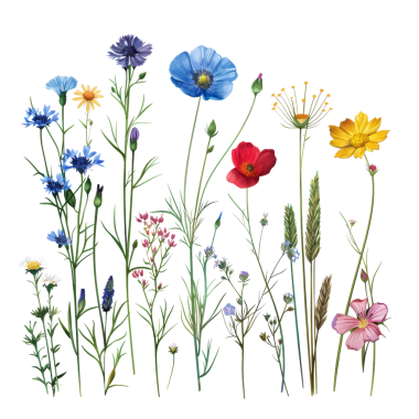 Çarpıcı bir botanik illüstrasyonunda çeşitli renkli kır çiçekleri sergileniyor. Doğa ve çiçek temalı projeler için ideal..