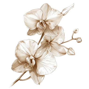 Göz kamaştırıcı sepya tonlu güzel çiçeklerin botanik çizimi doğa aşıkları ve çiçekçi sanatçılar için mükemmel..