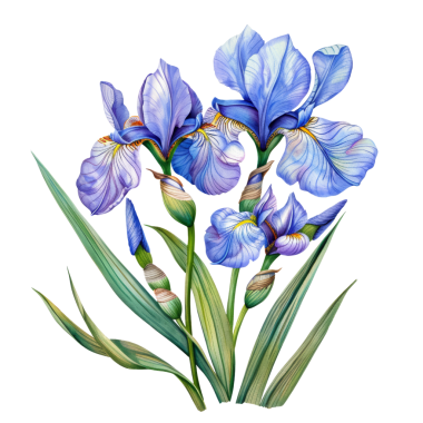 Mavi iris çiçeklerinin çarpıcı botanik çizimi karmaşık detaylar ve canlı renkler sergiliyor..