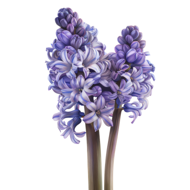 Çok güzel bir botanik çiçeğinin göz kamaştırıcı yakın çekimi canlı mor çiçekler ve çiçek açmış narin yapraklar..