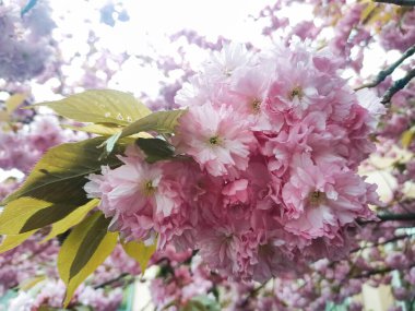 Bahar mevsiminde güzel pembe bir sakura çiçeği