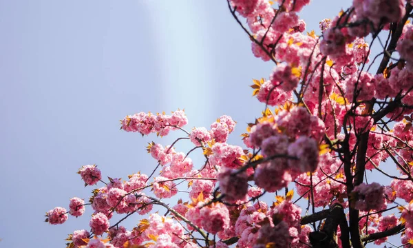 Ένα Όμορφο Ροζ Άνθος Σακούρα Ηλιόλουστη Μέρα Στον Γαλάζιο Ουρανό — Φωτογραφία Αρχείου