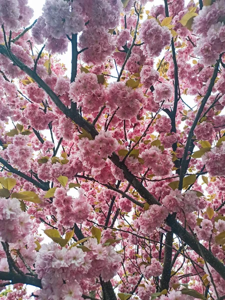 stock image A beautiful pink sakura blossom in springtime