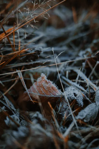First slight frost in autumn. Freezing leaves on the ground in the morning.