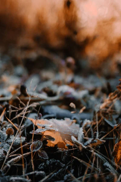 First Slight Frost Autumn Freezing Leaves Ground Morning — Stock Fotó