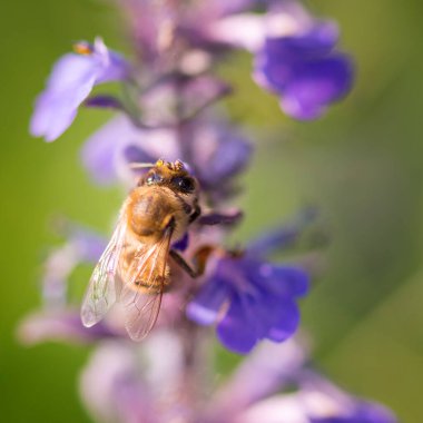 Güneşli bahar gününde, mor çiçekte bal arısı tozlaştırıcısı. Geneva Speedwell (Ajuga reptans) ya da lavanta çayırı ile doğal makro arkaplan