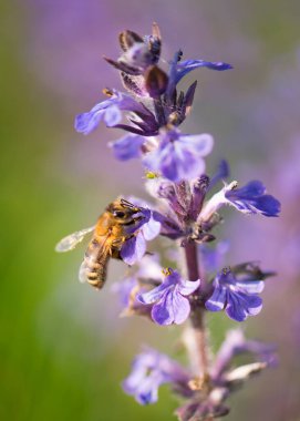 Güneşli bahar gününde, mor çiçekte bal arısı tozlaştırıcısı. Geneva Speedwell (Ajuga reptans) ya da lavanta çayırı ile doğal makro arkaplan