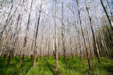 Ormandaki ağaçların geniş açı fotoğrafı..