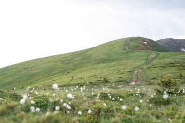 beautiful spring tender flowers on green grass in mountains