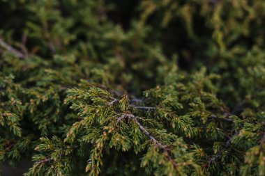 köknar ağacının yeşil dal, closeup