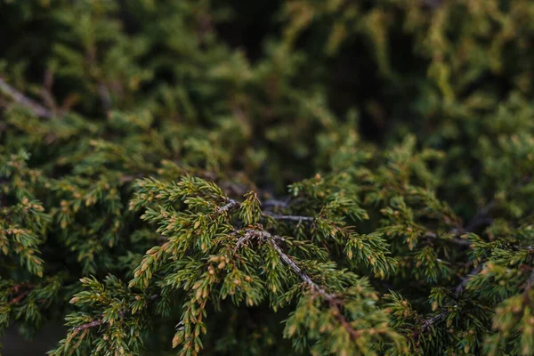 köknar ağacının yeşil dal, closeup