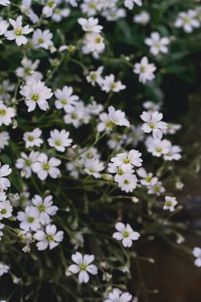 Stock image Beautiful white flowers on grass background