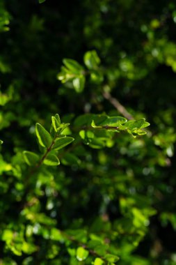Yeşil yapraklar, bahar Taze yeşil yaprakların dokusu