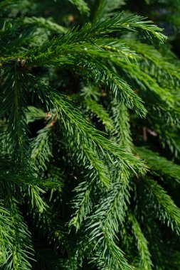 köknar ağacının yeşil dal, closeup