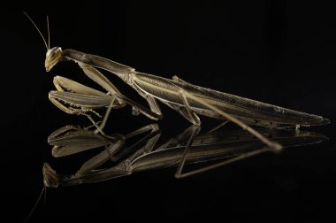 Böceğe yakın, seçici odaklanma