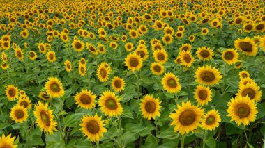 field of sunflowers, sunflower seeds, sun and blue sky