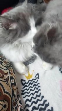 Kedi sevgisi. Kediler birbirini yıkar..