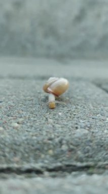 Salyangoz yavaşça sürünür ve etraftaki her şeyi inceler..