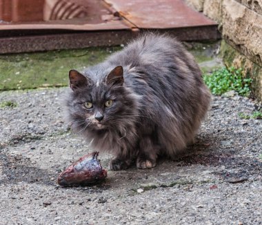 Kediler Odessa 'daki normal yaşamın ayrılmaz bir parçasıdır. Her yerde bulunabilirler. Kırmızı, siyah, farklı renkte gözleri var. İnanılmazlar..
