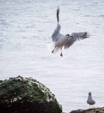 Karadeniz kıyısında hafta sonu yürüyüşü.