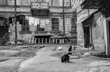 Kediler Odessa 'daki normal yaşamın ayrılmaz bir parçasıdır. Her yerde bulunabilirler. Kırmızı, siyah, farklı renkte gözleri var. İnanılmazlar..