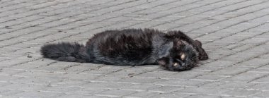 Kediler Odessa 'daki normal yaşamın ayrılmaz bir parçasıdır. Her yerde bulunabilirler. Kırmızı, siyah, farklı renkte gözleri var. İnanılmazlar..