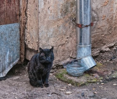 Kediler Odessa 'daki normal yaşamın ayrılmaz bir parçasıdır. Her yerde bulunabilirler. Kırmızı, siyah, farklı renkte gözleri var. İnanılmazlar..