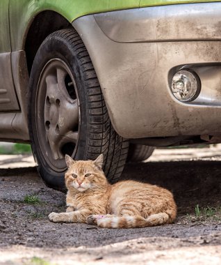 Odessa kedileri, şehrin her yerinde bulunur..