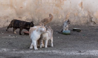 Odessa kedileri, şehrin her yerinde bulunur..