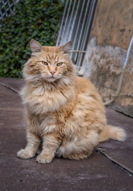 Odessa kedileri, şehrin her yerinde bulunur..