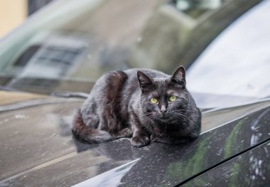 Odessa kedileri, şehrin her yerinde bulunur..