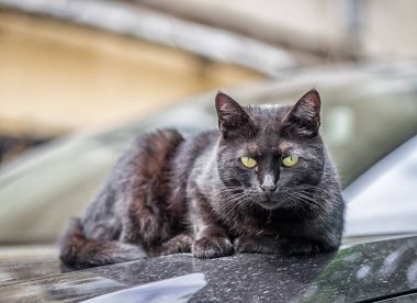 Odessa kedileri, şehrin her yerinde bulunur..