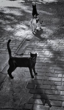 Odessa kedileri, şehrin her yerinde bulunur..