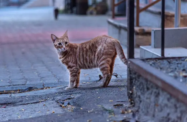 Odessa kedileri, şehrin her yerinde bulunur..