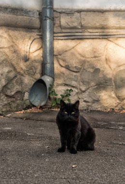 Odessa kedileri, şehrin her yerinde bulunur..