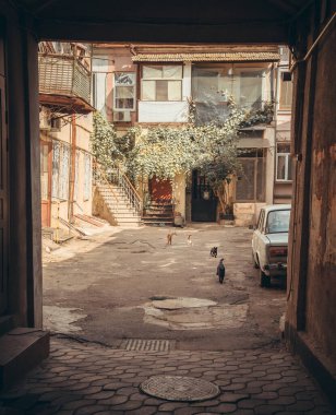 Kediler Odessa 'daki normal yaşamın ayrılmaz bir parçasıdır. Her yerde bulunabilirler. Kırmızı, siyah, farklı renkte gözleri var. İnanılmazlar..