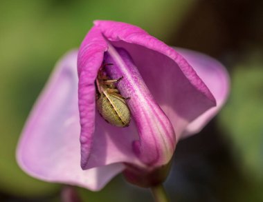 Bir çiçeğin üzerinde oturan güzel kelebeğin yakın çekimi.