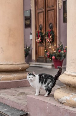 Kediler Odessa 'daki normal yaşamın ayrılmaz bir parçasıdır. Her yerde bulunabilirler. Kırmızı, siyah, farklı renkte gözleri var. İnanılmazlar..