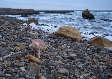 Kediler Odessa 'daki normal yaşamın ayrılmaz bir parçasıdır. Her yerde bulunabilirler. Kırmızı, siyah, farklı renkte gözleri var. İnanılmazlar..