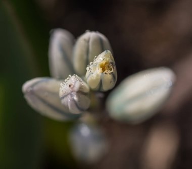 beyaz bir çiçeğin makro fotoğrafı sabah bir damla suyla birlikte