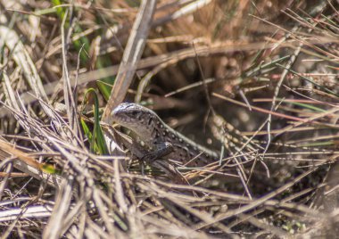 A lizard sits in dry grass. clipart