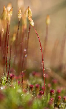 Yosunlar küçük, vasküler olmayan çiçeksiz bitkilerdir. Taksonomik bölümdeki Bryophyta sentosu katıdır..