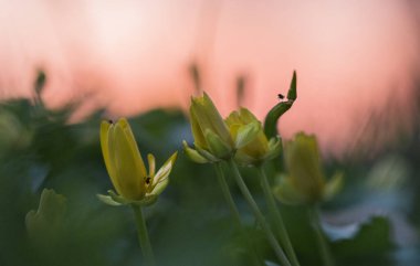 Güneş ışığındaki sarı çiçeğin yakın plan çekimi.