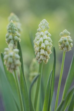 Bahar bahçesinde güzel Bellevalia çiçekleri