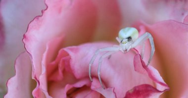 Beyaz bir örümcek pembe bir gülün üzerinde oturuyor..